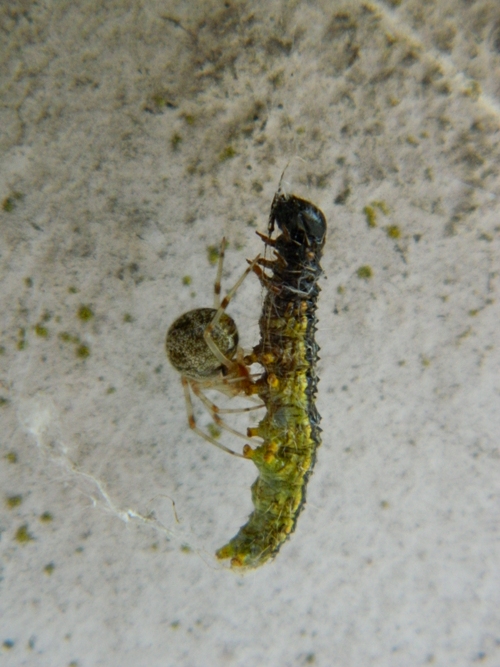 larva di Cydalima perspectalis? Sì